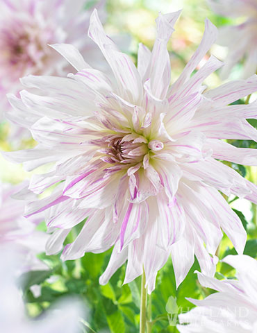 Moms Special Dinnerplate Dahlia dahlia bulbs, dahlias to buy, dahlias online, rare dahlias, purple dahlias, white dahlias, large dahlia blooms, dahlias for cutting, gifts for mom, mothers day gifts