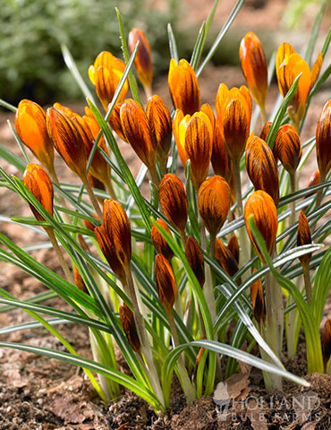 Monarch Orange Crocus 