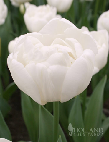 Mondial Double Early Tulip 