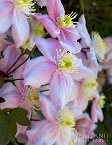 Montana Mayleen Pre-Potted Clematis