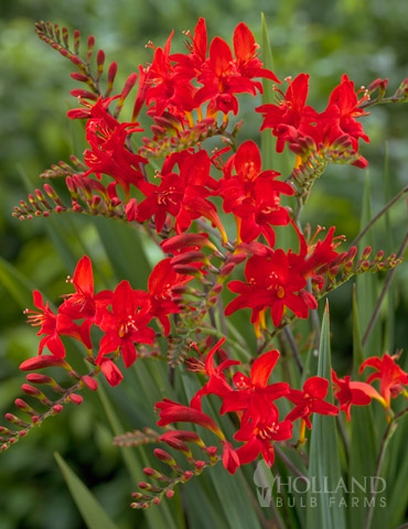 Montbretia or Crocosmia 