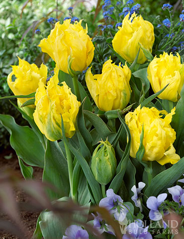 Monte Parrot Tulip