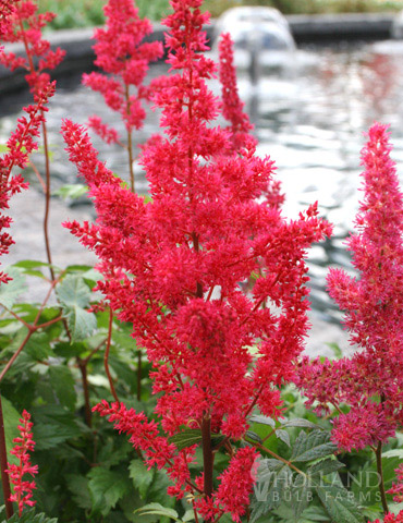 Montgomery Astilbe 