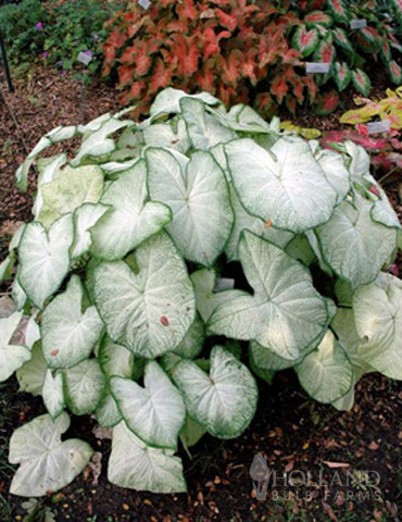 Moonlight Caladium 