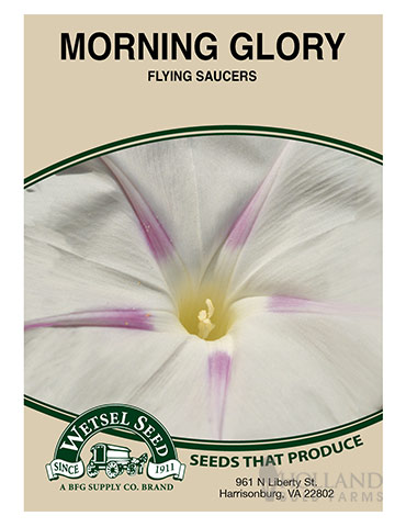 Morning Glory Flying Saucer 