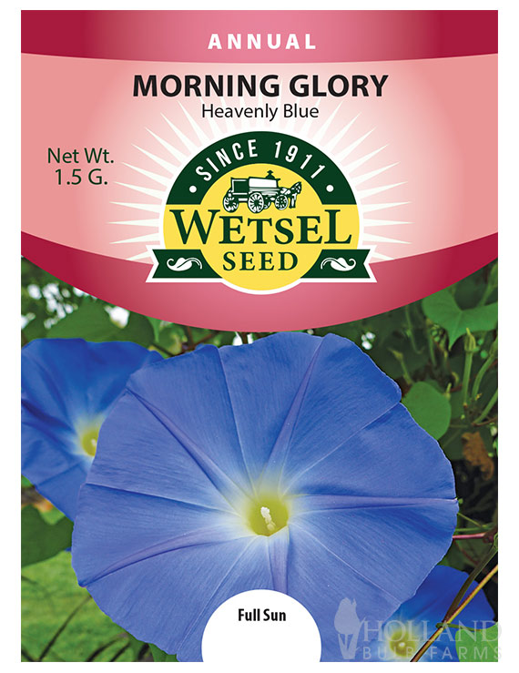 Morning Glory Heavenly Blue