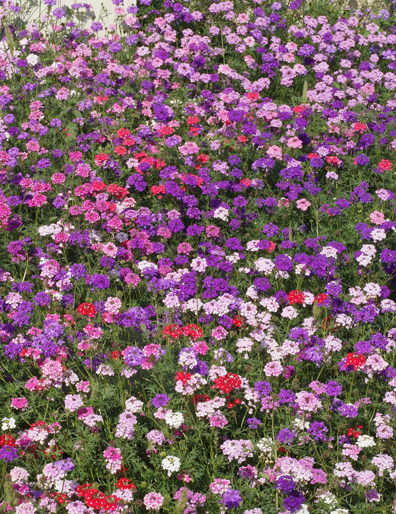 Moss Verbena Ground Cover-Seed Mat 