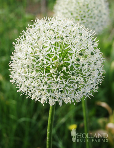 Mount Everest Allium allium giganteum, allium nigrum, alliums, allium flower white, white flower allium , dutch allium bulbs