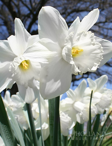 Mount Hood Daffodil 