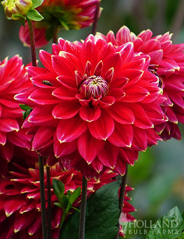 Mr. Optimist Decorative Dahlia 