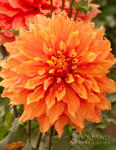 Mrs. Eileen Dinnerplate Dahlia 