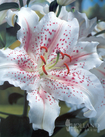 Muscadet Oriental Lilies Jumbo Pack 