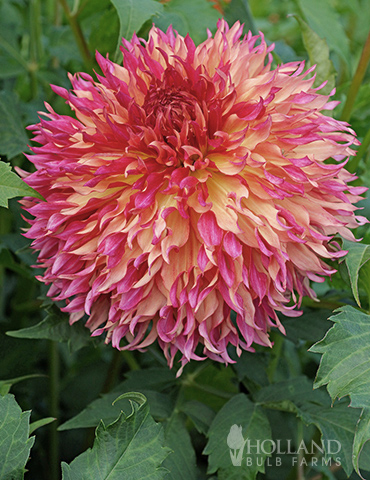 Myrtles Folly Dahlia 