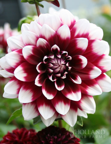 Mystery Day Decorative Dahlia 