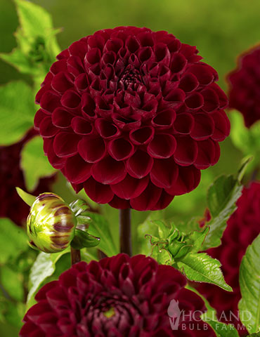 Natal Dahlia deep red flowers, deep red dahlias, pompon dahlia, natal dahlia, tall plants with red flowers, dahlia pompon growing, dahlia pompon height, pompon dahlias in pots