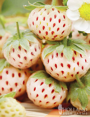 Natural Albino Pineberry  