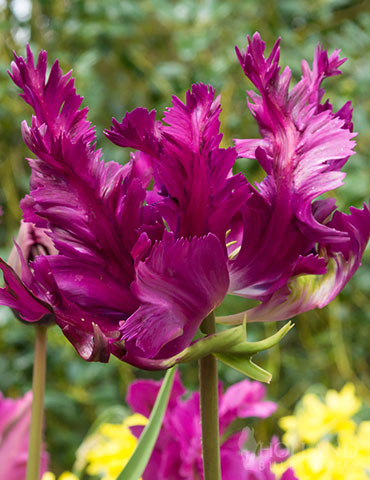 Negrita Parrot Tulip 