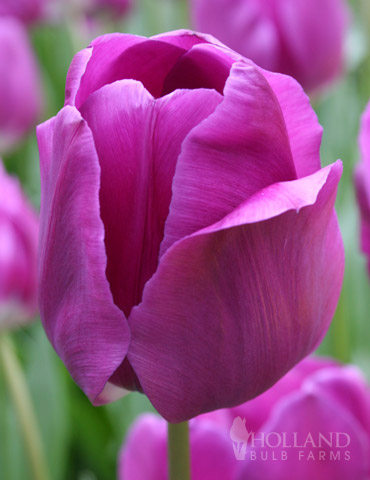 Negrita Triumph Tulip