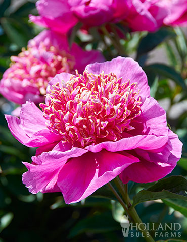 Neon Peony neon peony, pink peony, peonies for sale, double peonies, fragrant peonies, bright pink peony, pink peonies bush, pink peony plants for sale, grow peonies