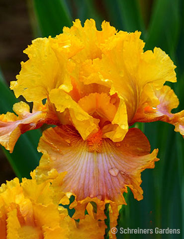 Nice Job Bearded Iris 