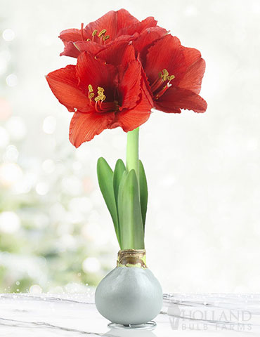 Noel Waxed Amaryllis