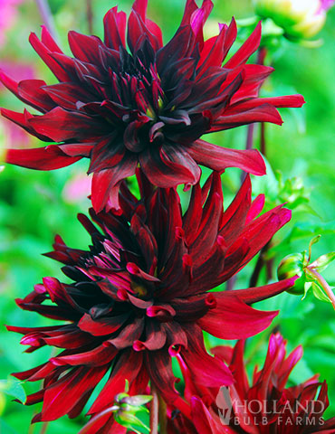 Nuit dEte Cactus Dahlia 