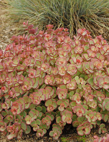 October Daphne Sedum sedum for sale, october daphne sedum, october daphne succulent, october daphne sedum blue, variegated october daphne sedum