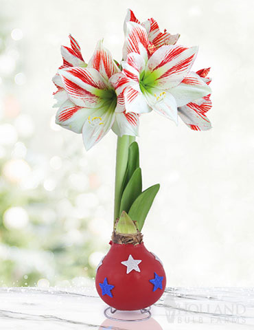 Old Glory Waxed Amaryllis 