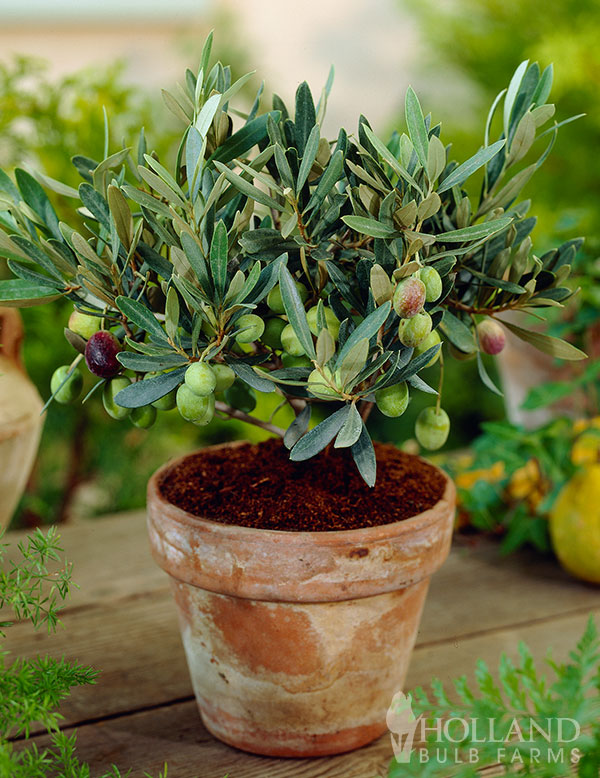 Olive Tree Pre-Potted