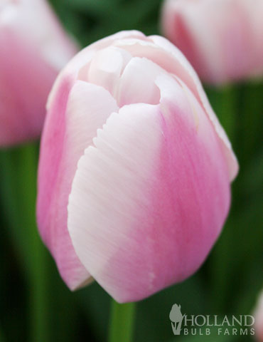 Ollioules Darwin Hybrid Tulip 