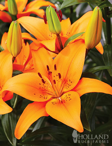 Orange Asiatic Lily 