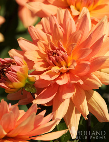 Orange Decorative Dahlia 