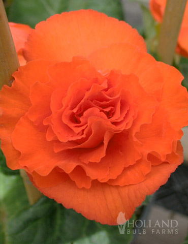 Orange Double Begonia 