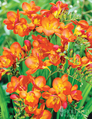 Orange Freesia 