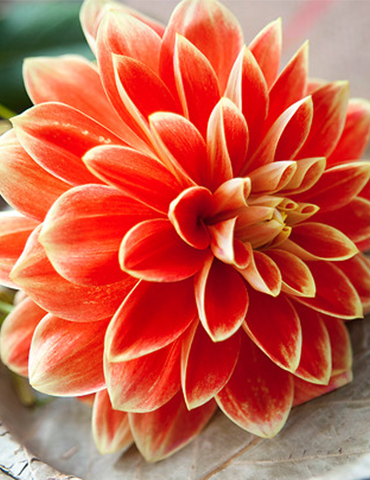 Orange Glory Patio Dinnerplate Dahlia 