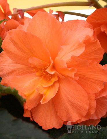 Orange Hanging Basket Begonias 