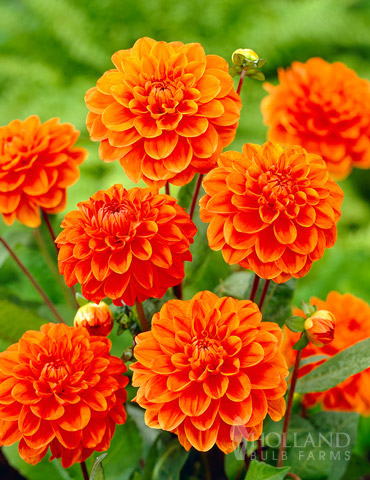 Orange Nugget Border Dahlia 