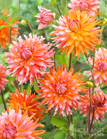 Orange Turmoil Cactus Dahlia 