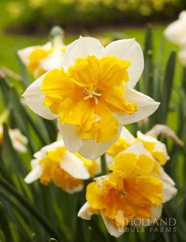 Orangery Butterfly Daffodil