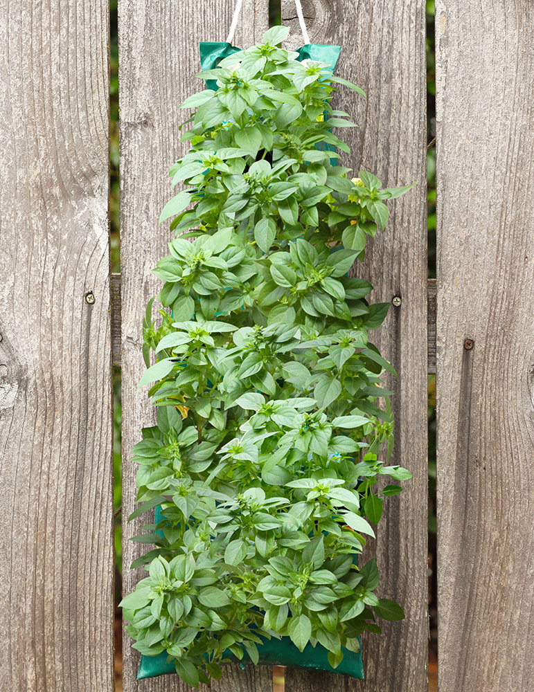 Organic Hanging Garden Basil Kit 