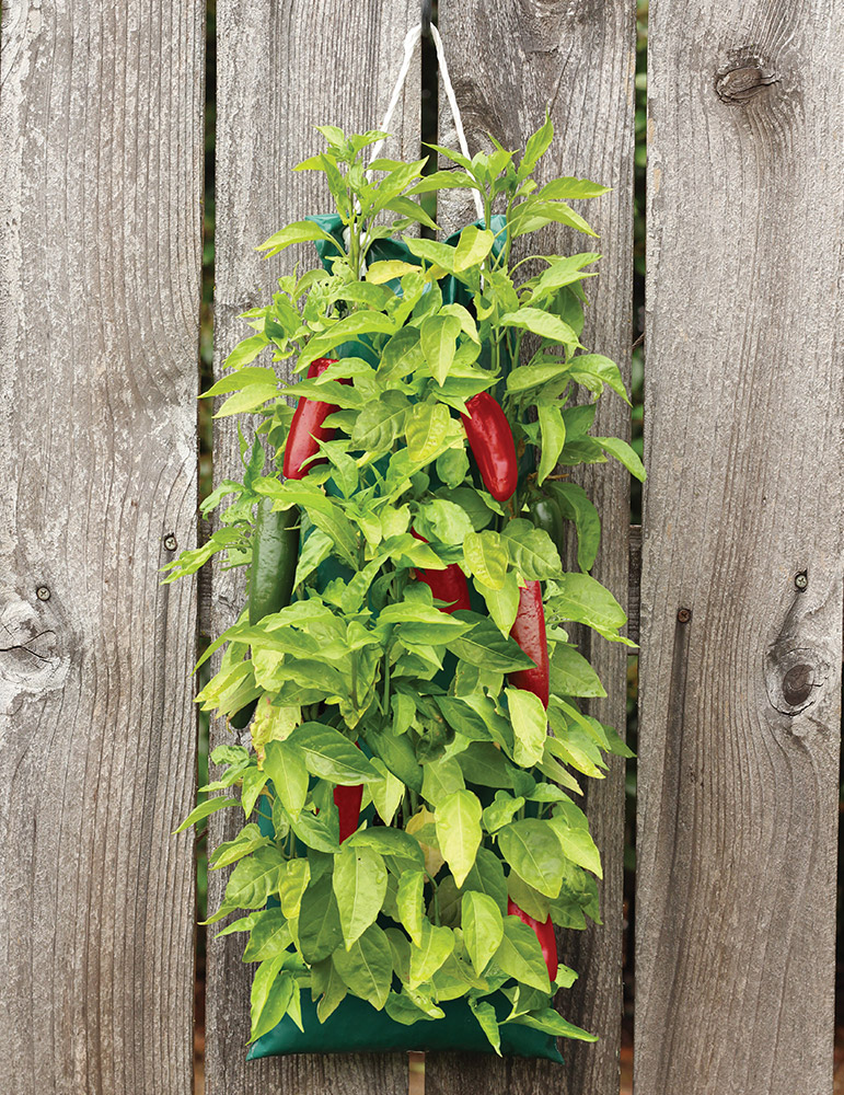 Organic Hanging Garden Jalapeno Pepper Kit 