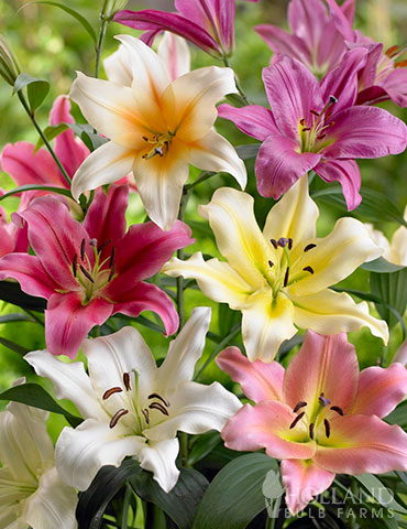 Orienpet Hybrid Lily Mixture 