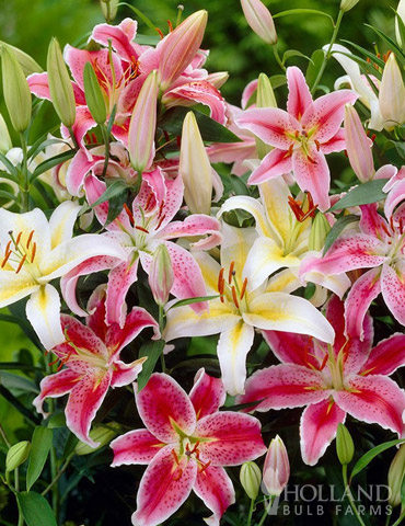 Oriental Lily Mix 