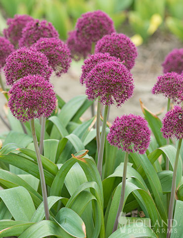 Ostara Allium