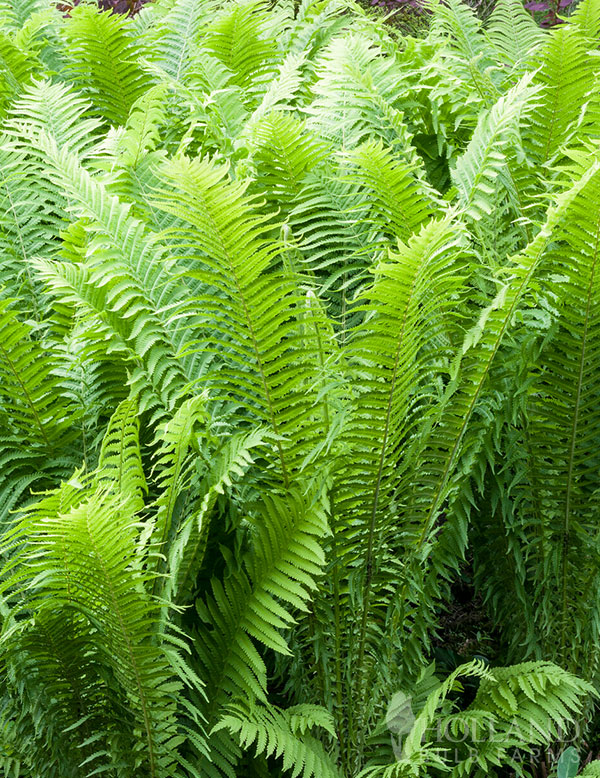 Ostrich Fern Pre-Potted Duo