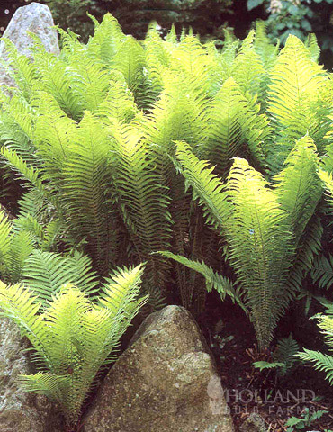 Ostrich Fern 