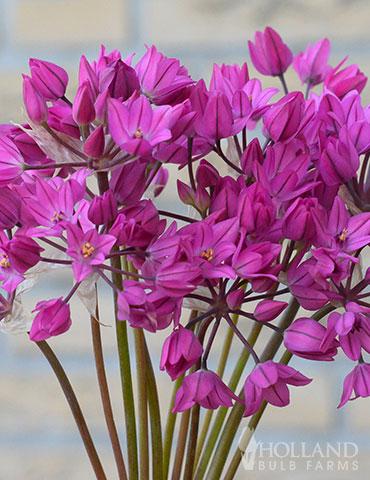 Ostrowskianum Allium Jumbo Pack