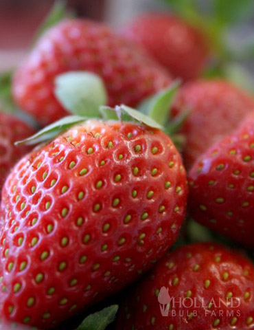 Ozark Everbearing Strawberry Plant 