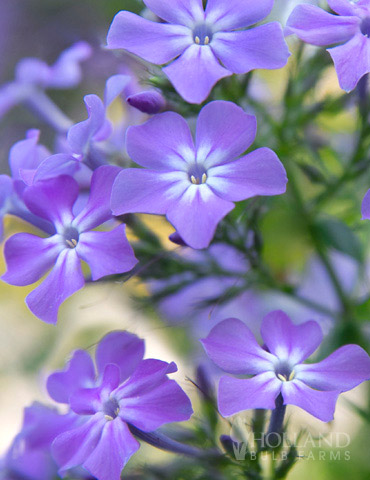 Paars Tall Garden Phlox 