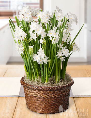 Paperwhites Potted Bulb Garden